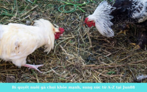 Bí quyết nuôi gà chọi khỏe mạnh, sung sức từ A-Z tại Jun88