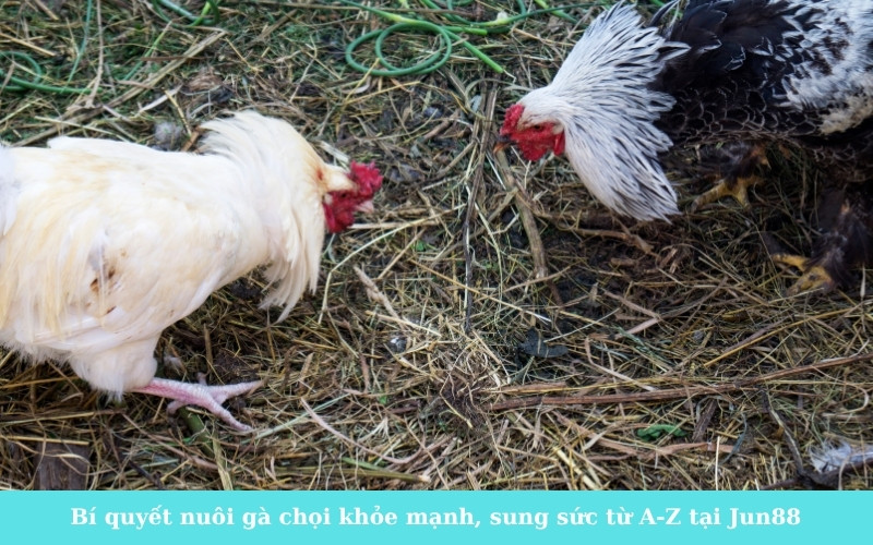 Bí quyết nuôi gà chọi khỏe mạnh, sung sức từ A-Z tại Jun88