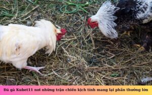 Đá gà Kubet11 nơi những trận chiến kịch tính mang lại phần thưởng lớn