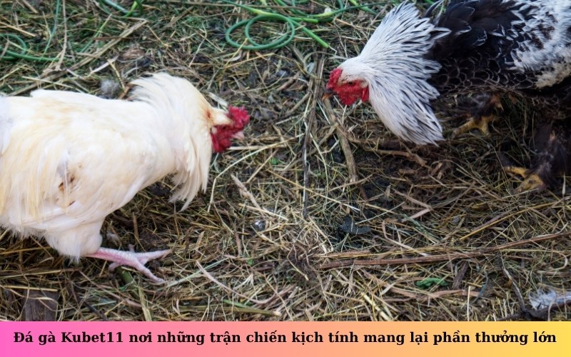 Đá gà Kubet11 nơi những trận chiến kịch tính mang lại phần thưởng lớn