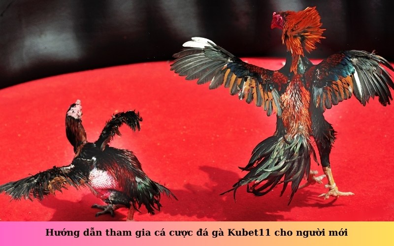 Hướng dẫn tham gia cá cược đá gà Kubet11 cho người mới